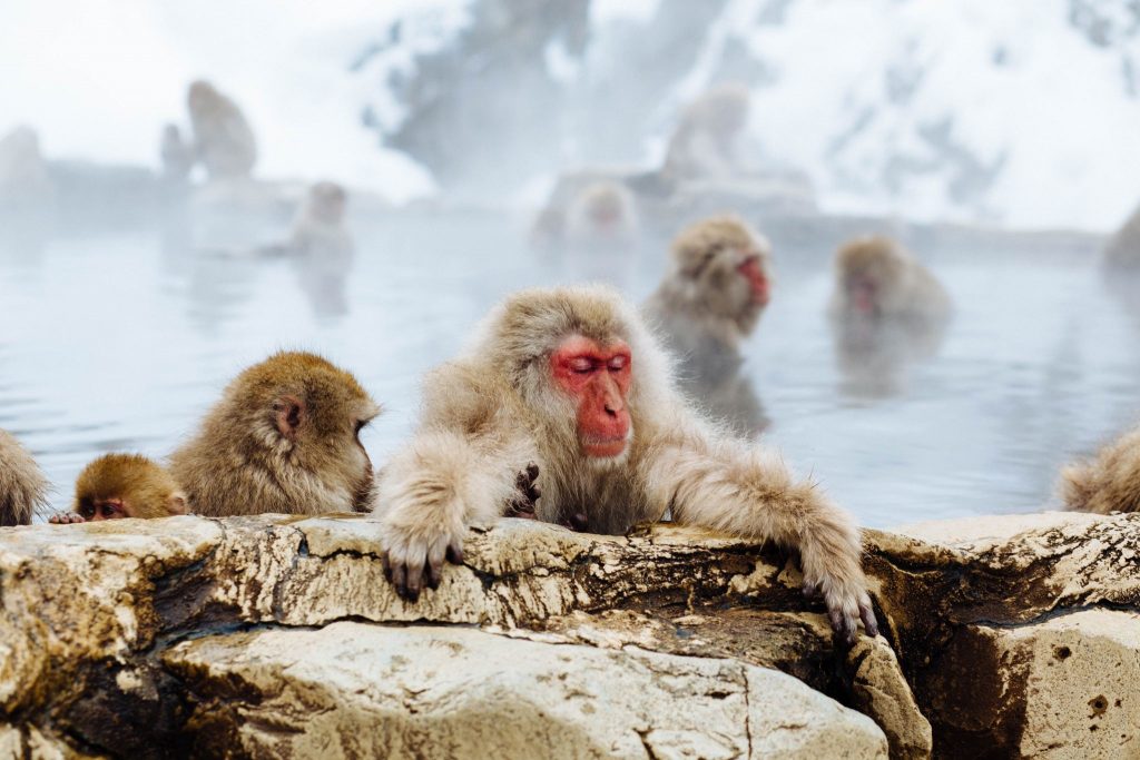 jigokudani jigokudani